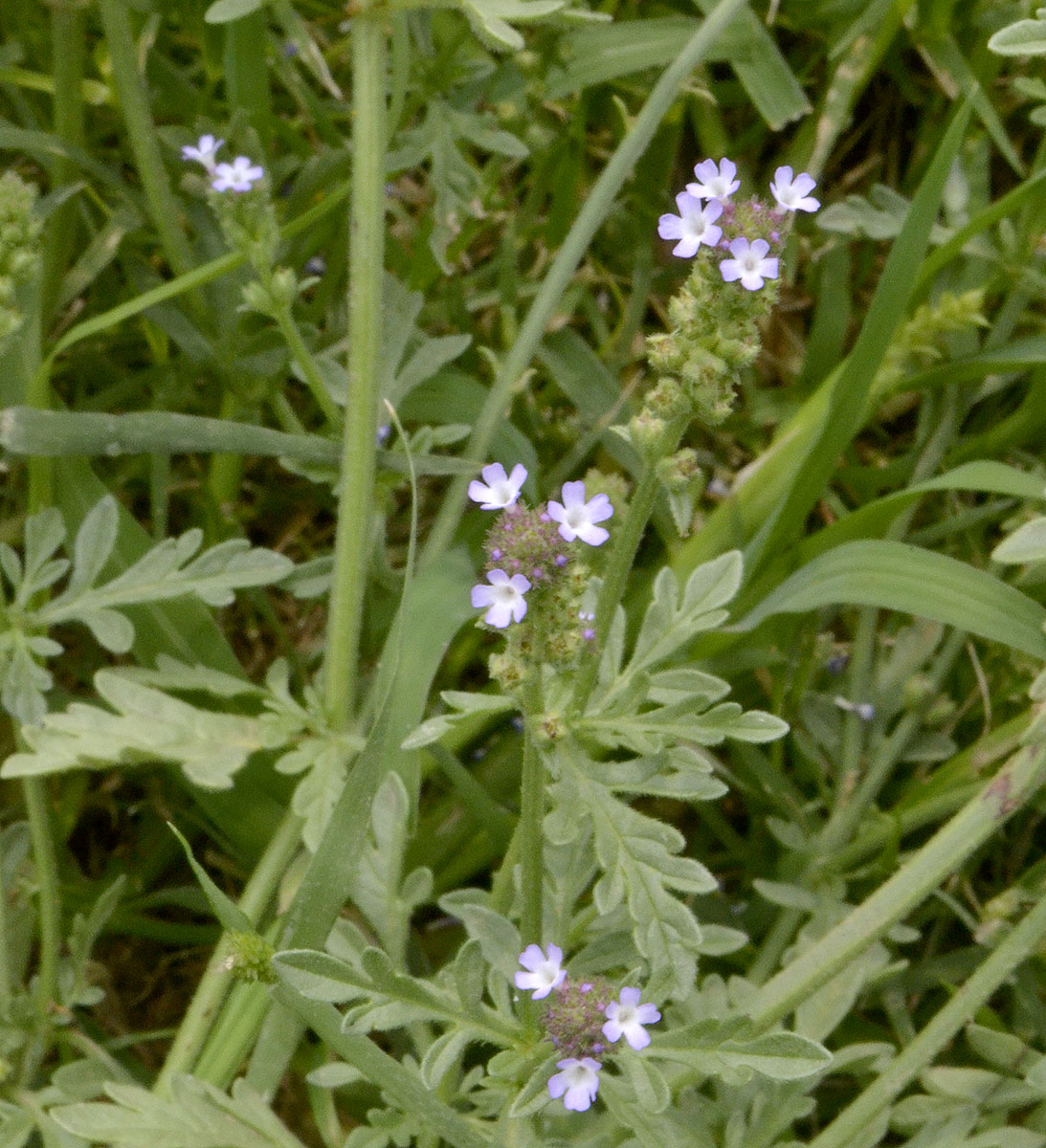 Изображение особи Verbena officinalis.