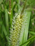 Carex rhynchophysa