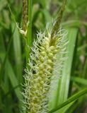 Carex rhynchophysa. Андрогинный колосок. Костромская обл., Кологривский район, заповедник \"Кологривский лес\", минератрофное болото в пойме р. Вонюх. 6 июня 2013 г.