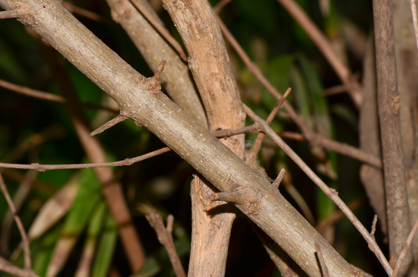 Image of Karomia speciosa specimen.