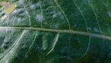 Cirsium heterophyllum