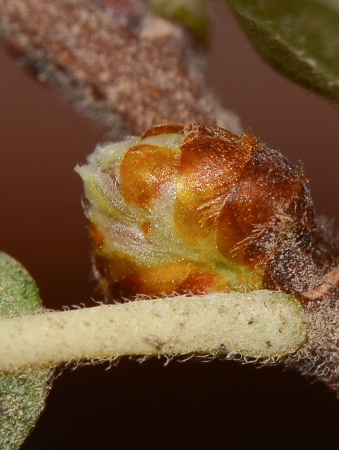 Image of Ulmus parvifolia specimen.