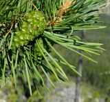 Pinus sylvestris. Незрелая шишка. Якутия, Хангаласский улус, берег р. Синей. Июль 2013 г.