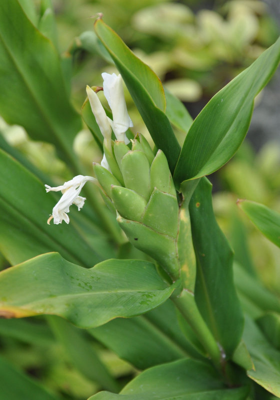 Image of Hedychium coronarium specimen.