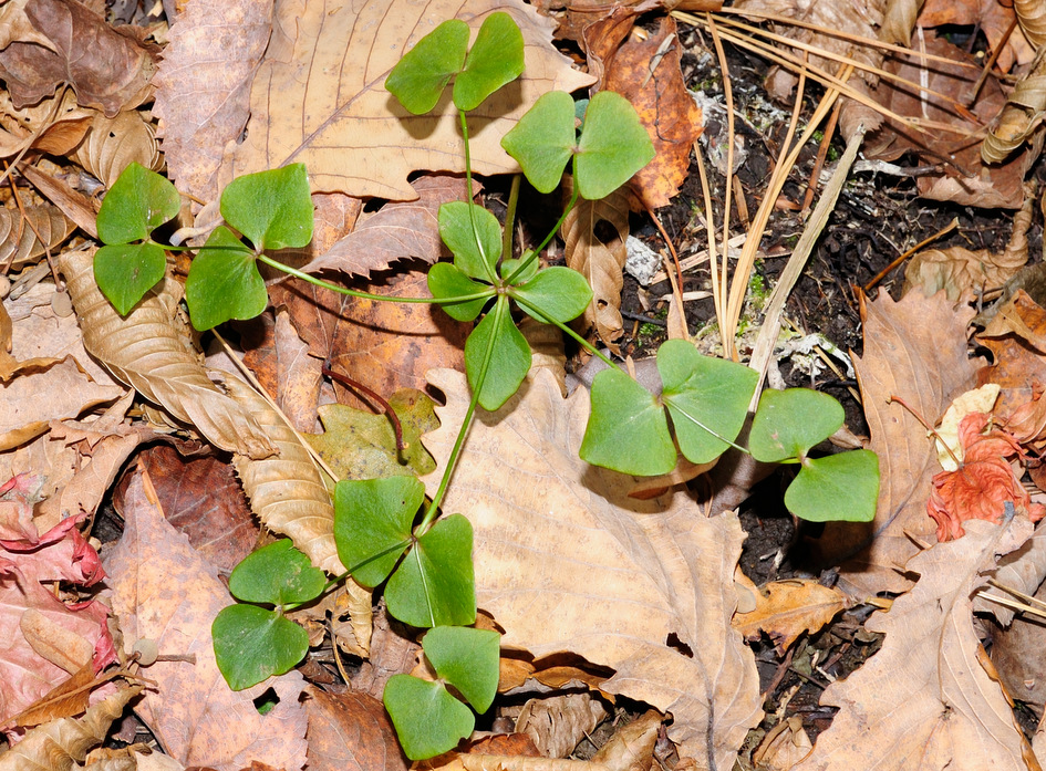 Image of Euphorbia savaryi individual.