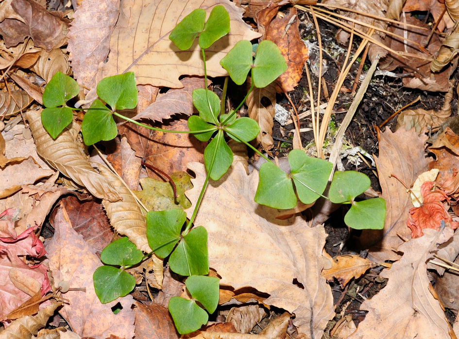 Image of Euphorbia savaryi specimen.