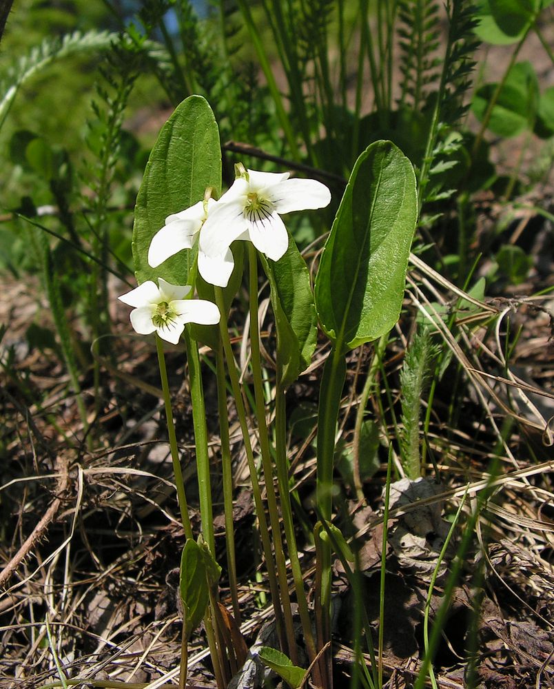 Изображение особи Viola patrinii.