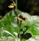 Mitella nuda