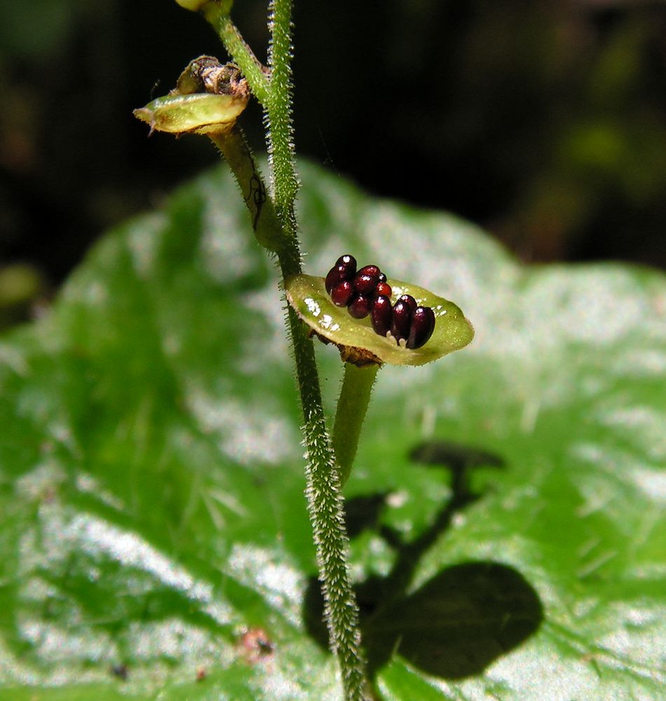 Image of Mitella nuda specimen.