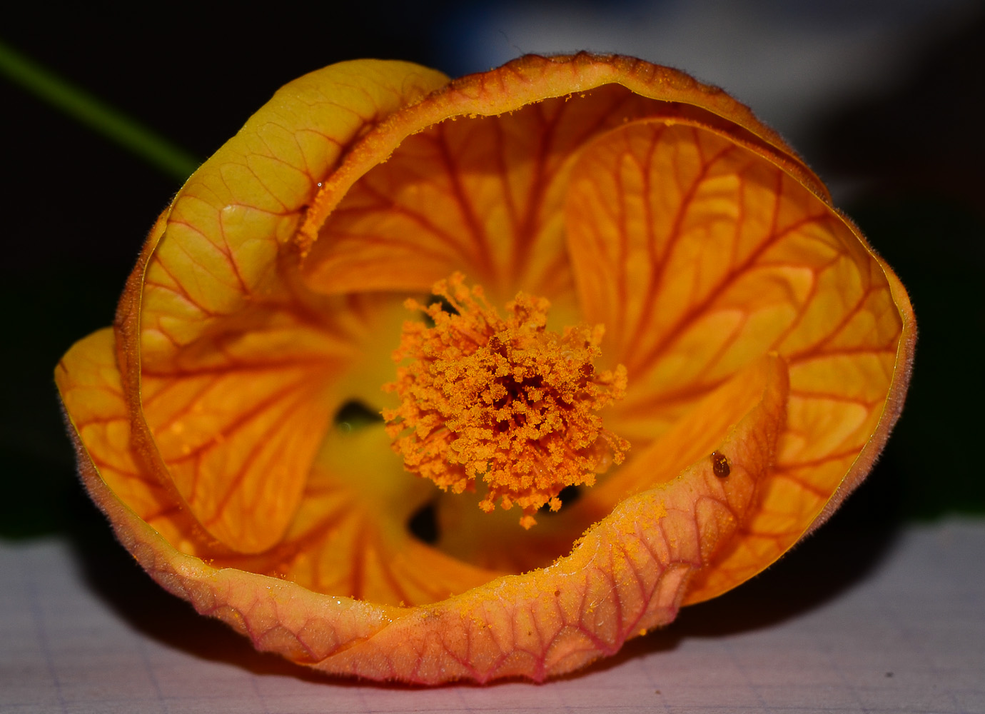 Изображение особи Abutilon × hybridum.