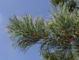 Pinus koraiensis. Верхняя часть ветви. Германия, г. Дюссельдорф, Ботанический сад университета. 04.09.2013.