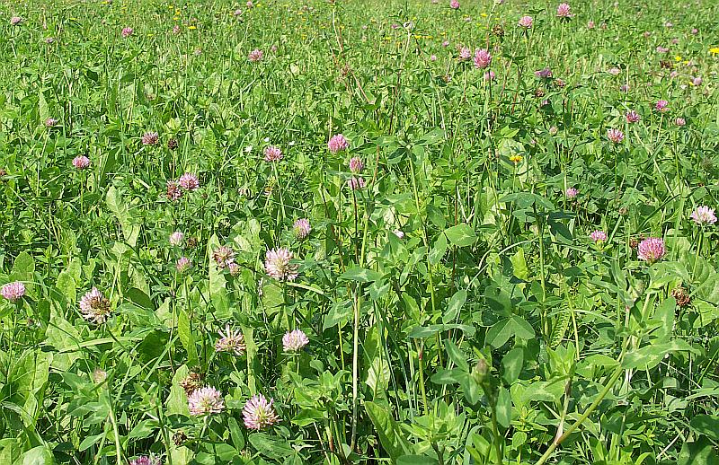 Изображение особи Trifolium pratense.