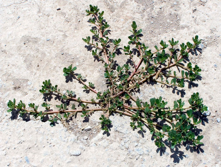 Image of Portulaca oleracea specimen.