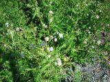 Lepidium latifolium