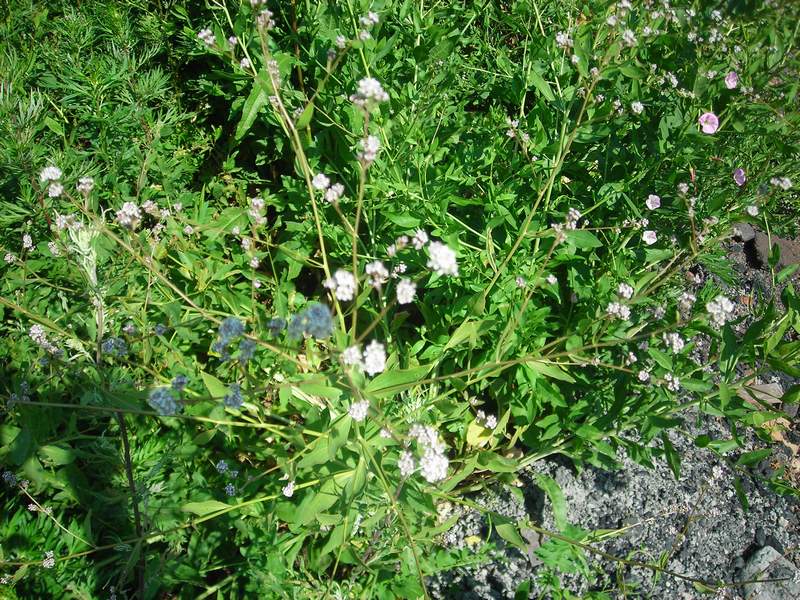 Изображение особи Lepidium latifolium.