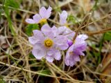 Primula matsumurae