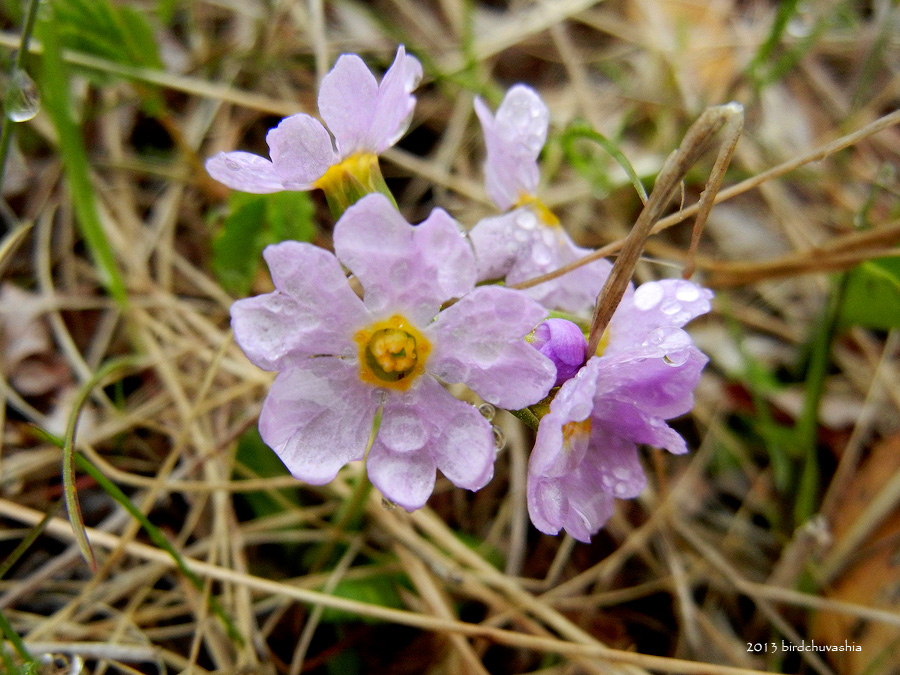 Image of Primula matsumurae specimen.