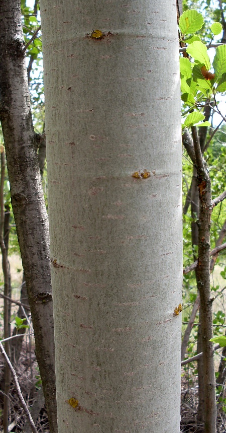 Изображение особи Populus tremula.