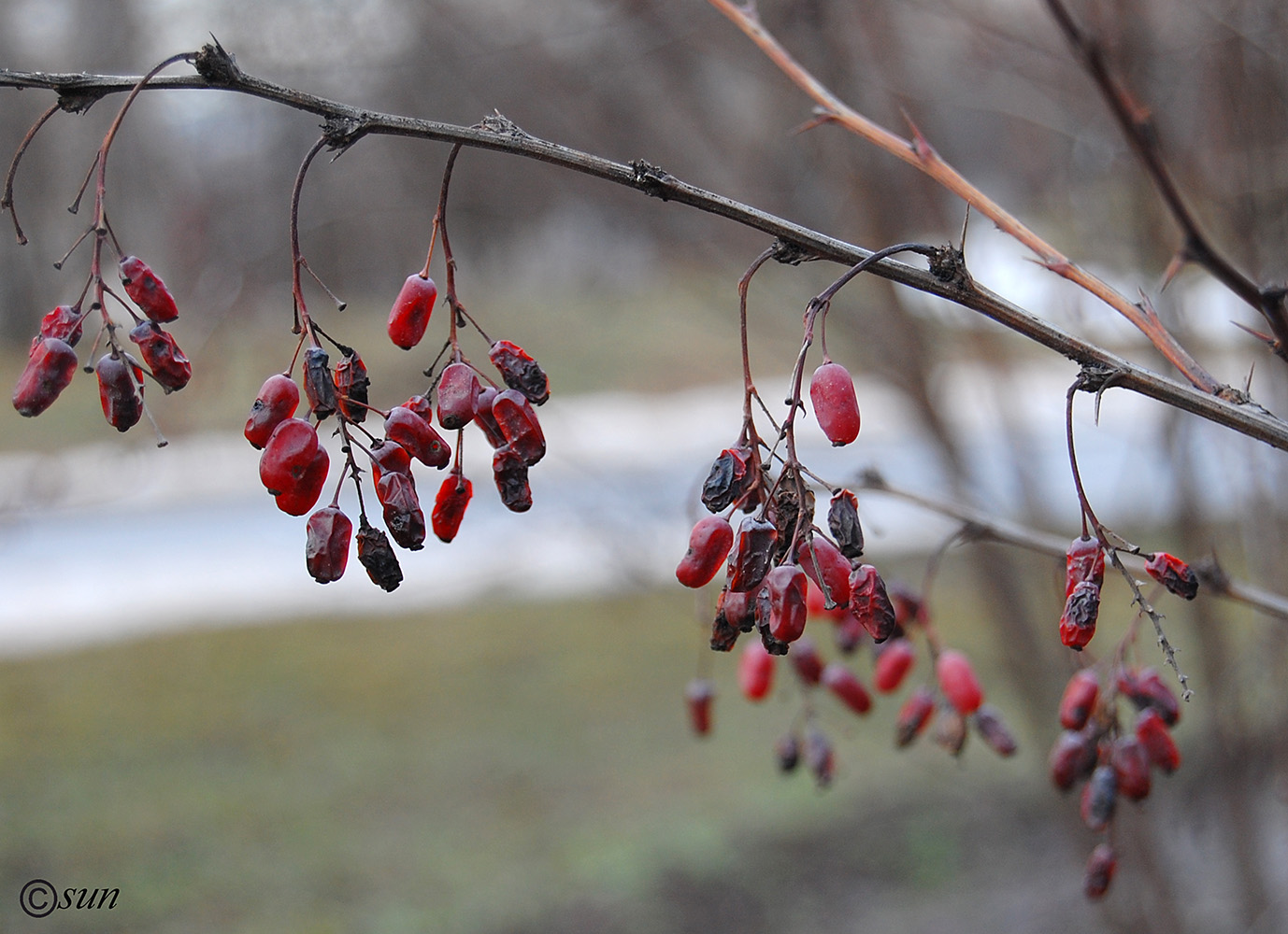 Изображение особи Berberis vulgaris.