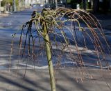 Salix caprea. Растение в состоянии вегетативного покоя ('Pendula'). Германия, г. Bad Lippspringe, в прогулочной зоне. 02.02.2014.