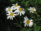 Pyrethrum corymbosum. Общее соцветие. Украина, Львовская обл., луговой склон. 1 июня 2009 г.