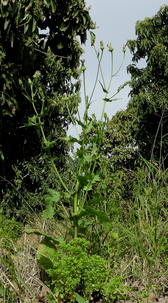 Image of Urospermum picroides specimen.