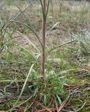 genus Tragopogon