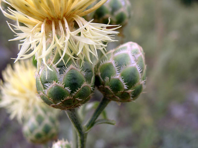 Изображение особи Centaurea salonitana.