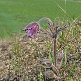 Pulsatilla ucrainica