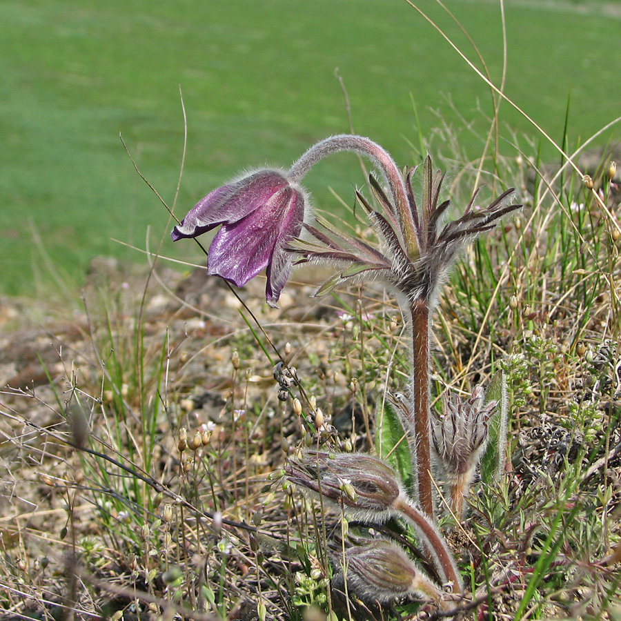 Изображение особи Pulsatilla ucrainica.