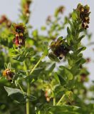 Cerinthe retorta. Верхушки побегов с соцветиями. Греция, п-ов Пелопоннес, о. Монемвасия, соединённый с Пелопоннесом дамбой. 03.04.2014.