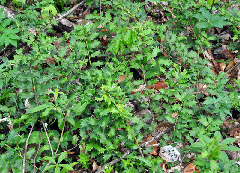 Image of Ilex colchica specimen.