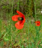 Papaver laevigatum. Верхушка побега с цветком. Крым, Карадагский заповедник, биостанция. 26 апреля 2014 г.