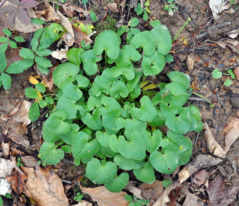 Image of Ficaria calthifolia specimen.