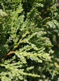 Austrocedrus chilensis. Ветка (видна нижняя сторона листьев). Германия, г. Дюссельдорф, Ботанический сад университета. 04.05.2014.