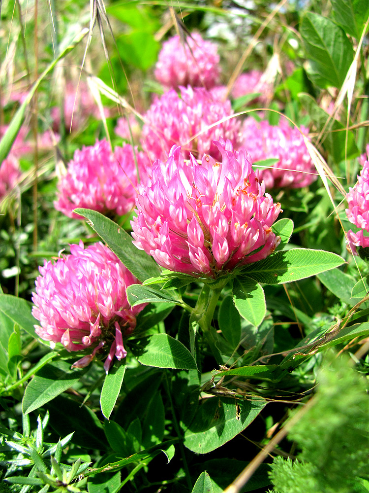Image of Trifolium medium specimen.