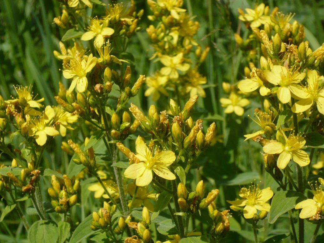 Изображение особи Hypericum hirsutum.