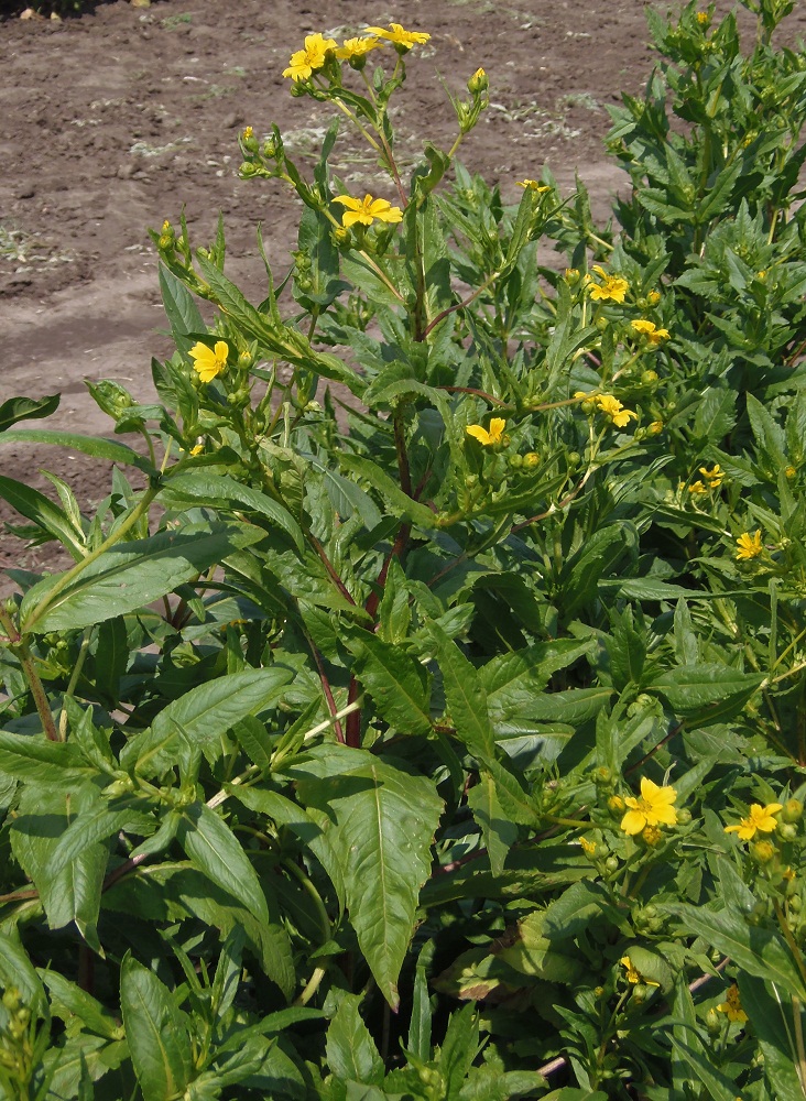 Изображение особи Guizotia abyssinica.