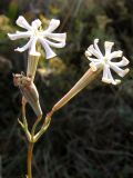 Silene bupleuroides. Цветки. Восточный Крым, хр. Биюк-Янышар. 21 июня 2009 г.