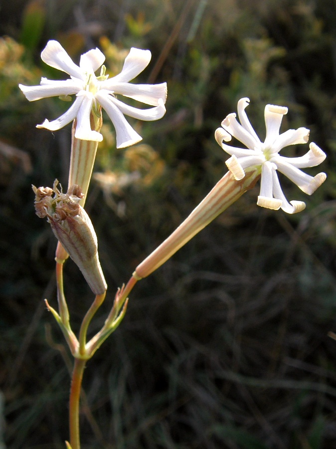 Image of Silene bupleuroides specimen.