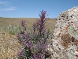 Rhaphidophyton regelii. Цветущее растение. Казахстан, хр. Сырдарьинский Каратау, Малый Каратау, правый борт устьевой части разлома Карасай, 750 м н.у.м. 26 мая 2012 г.