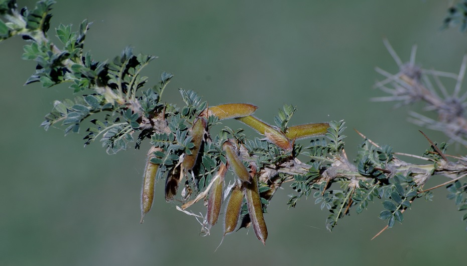 Image of Caragana pleiophylla specimen.