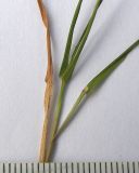 Agrostis clavata