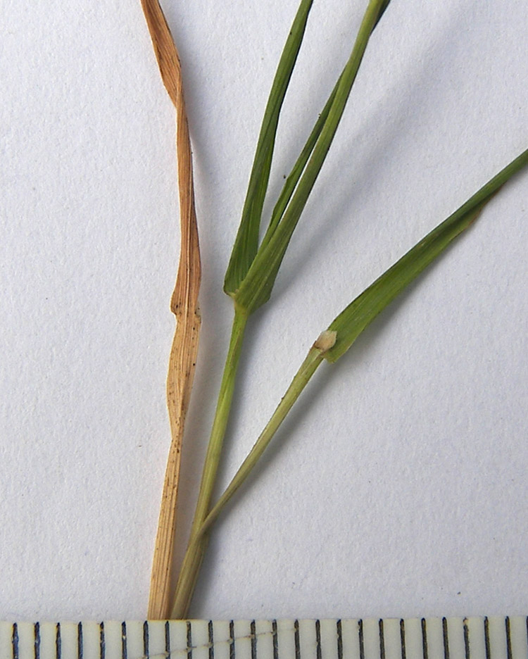 Image of Agrostis clavata specimen.
