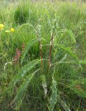 Rumex longifolius. Расцветающее растение. Кольский п-ов, Восточный Мурман, пос. Дальние Зеленцы, берег оз. Промерное. 26.07.2009.