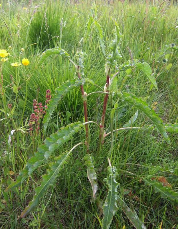 Изображение особи Rumex longifolius.