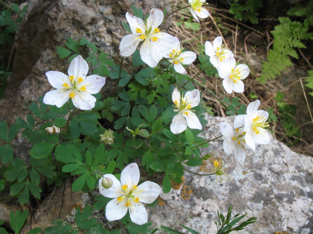 Image of Paropyrum anemonoides specimen.