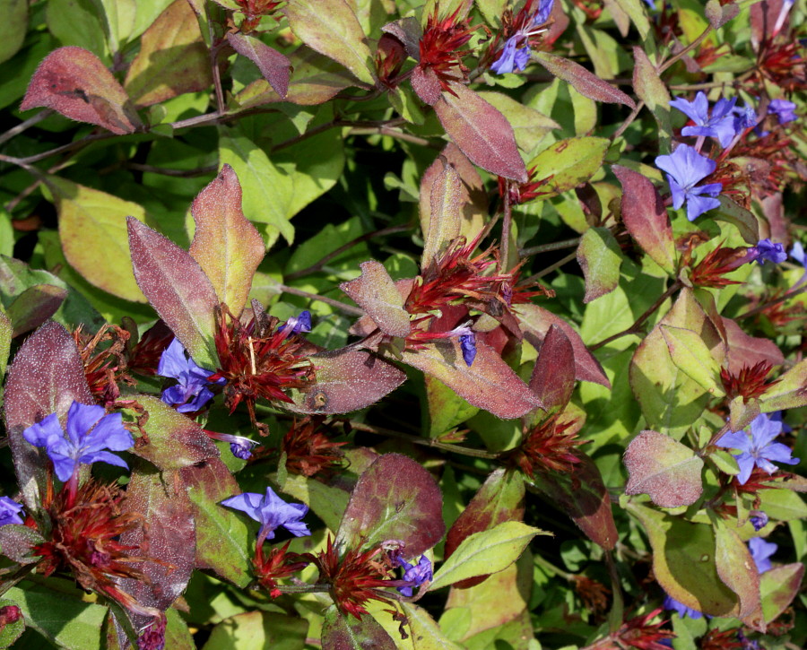 Image of Ceratostigma plumbaginoides specimen.