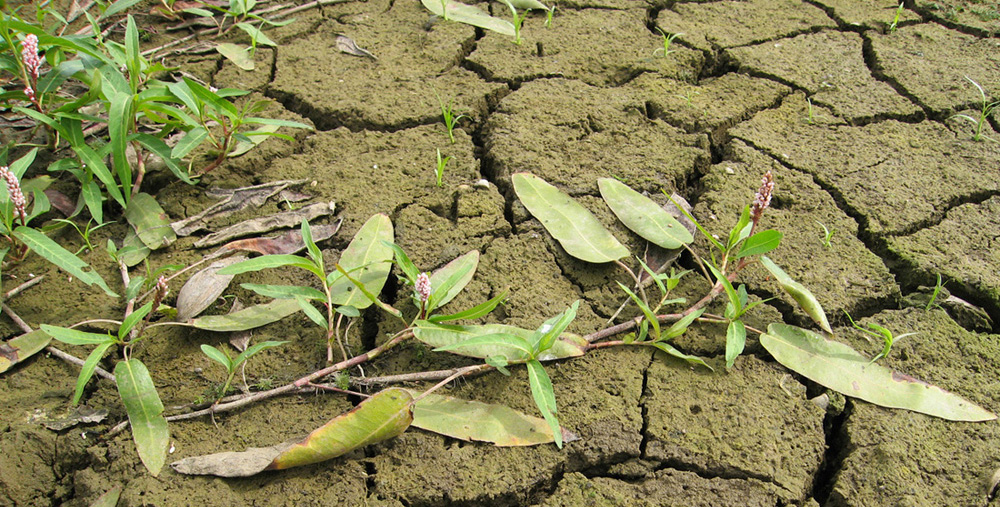 Image of Persicaria amphibia specimen.