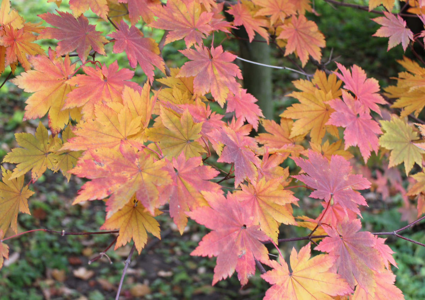 Image of Acer shirasawanum specimen.